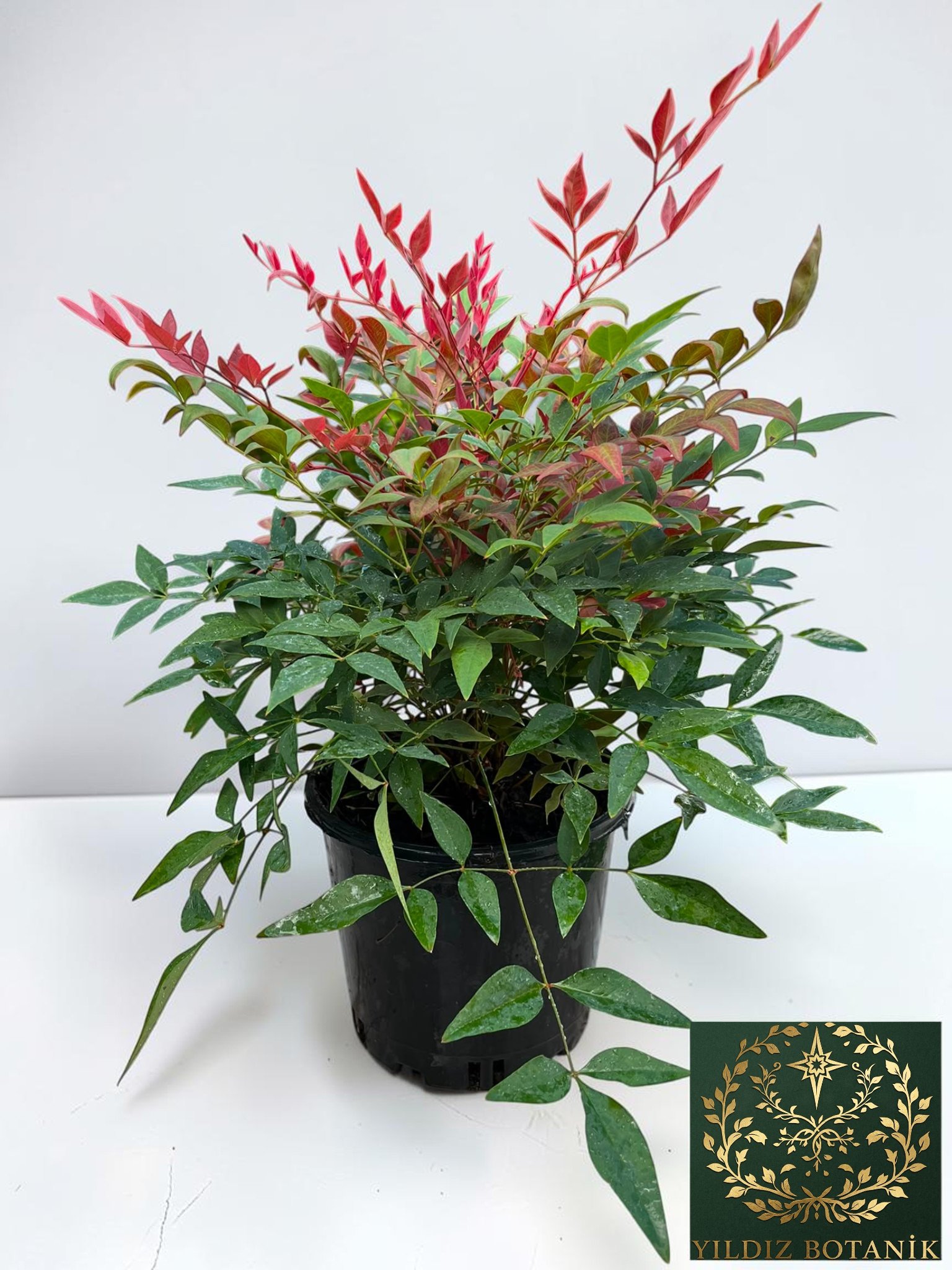 Nandina Seika Renk Değiştiren Cennet Bambusu Nandina Obsession Seika 30-40 CM