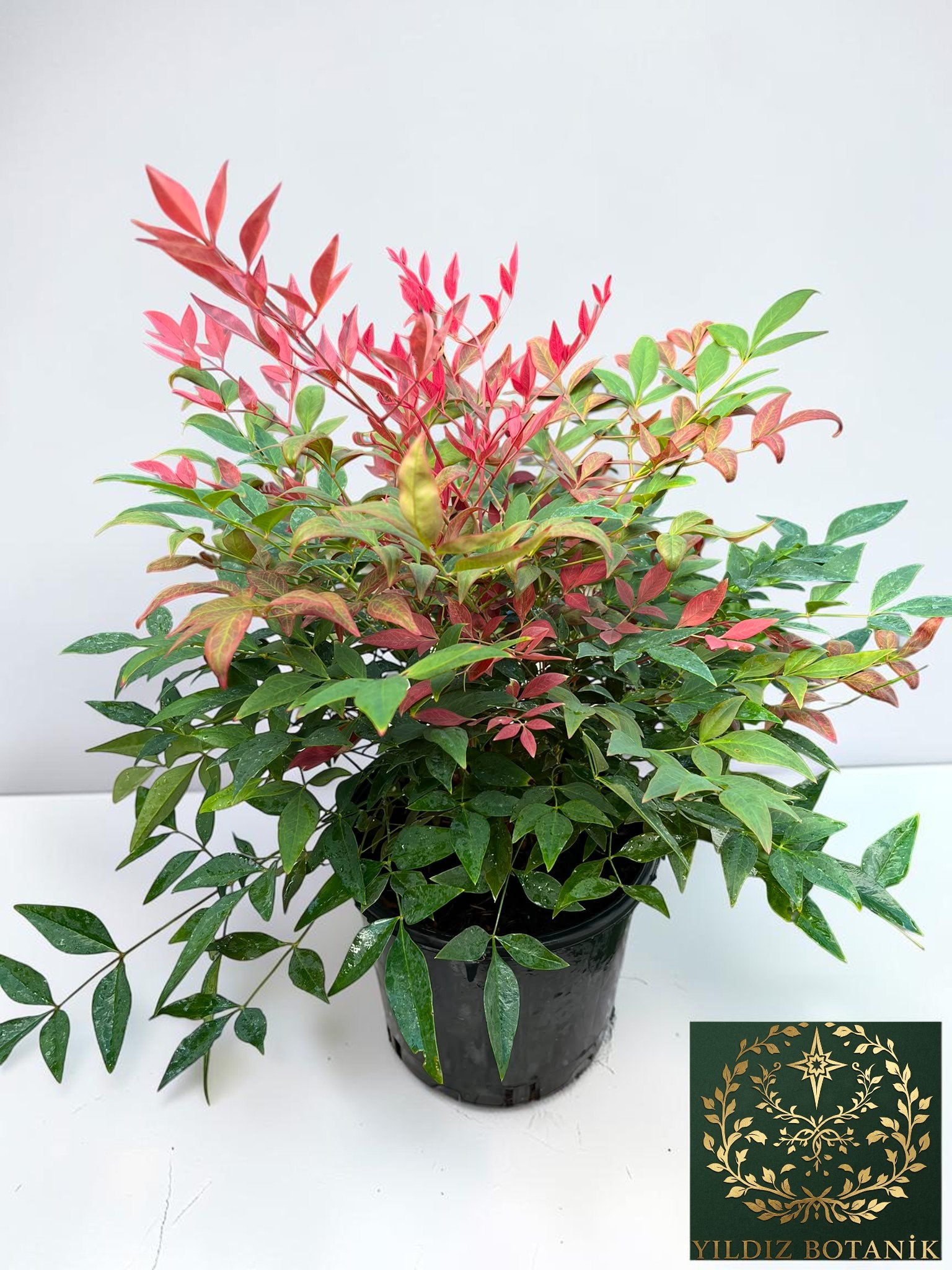 Nandina Seika Renk Değiştiren Cennet Bambusu Nandina Obsession Seika 30-40 CM