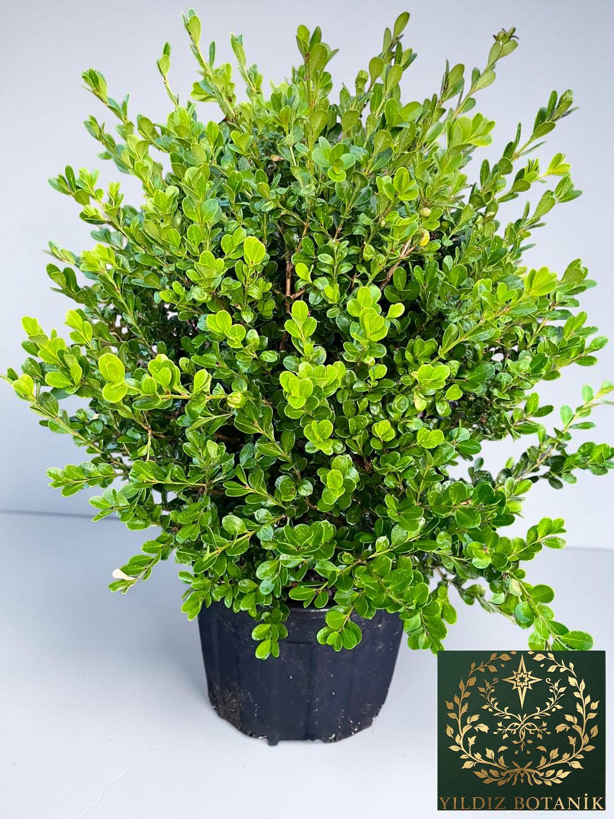 Şimşir Fidanı Top Formlu Buxus Sempervirens Rotundifolia ∅ 40-60 Çap