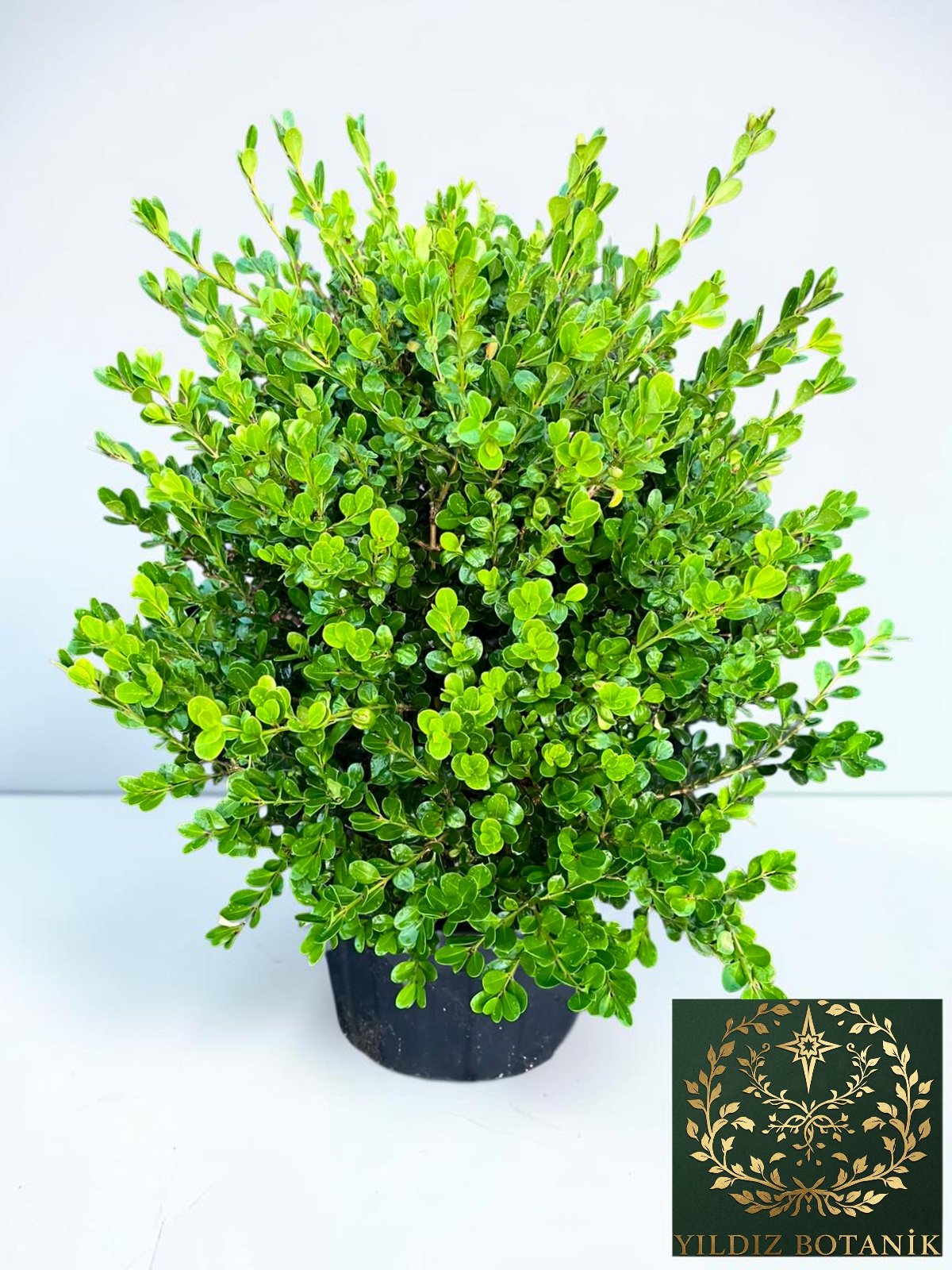 Şimşir Fidanı Top Formlu Buxus Sempervirens Rotundifolia ∅ 40-60 Çap