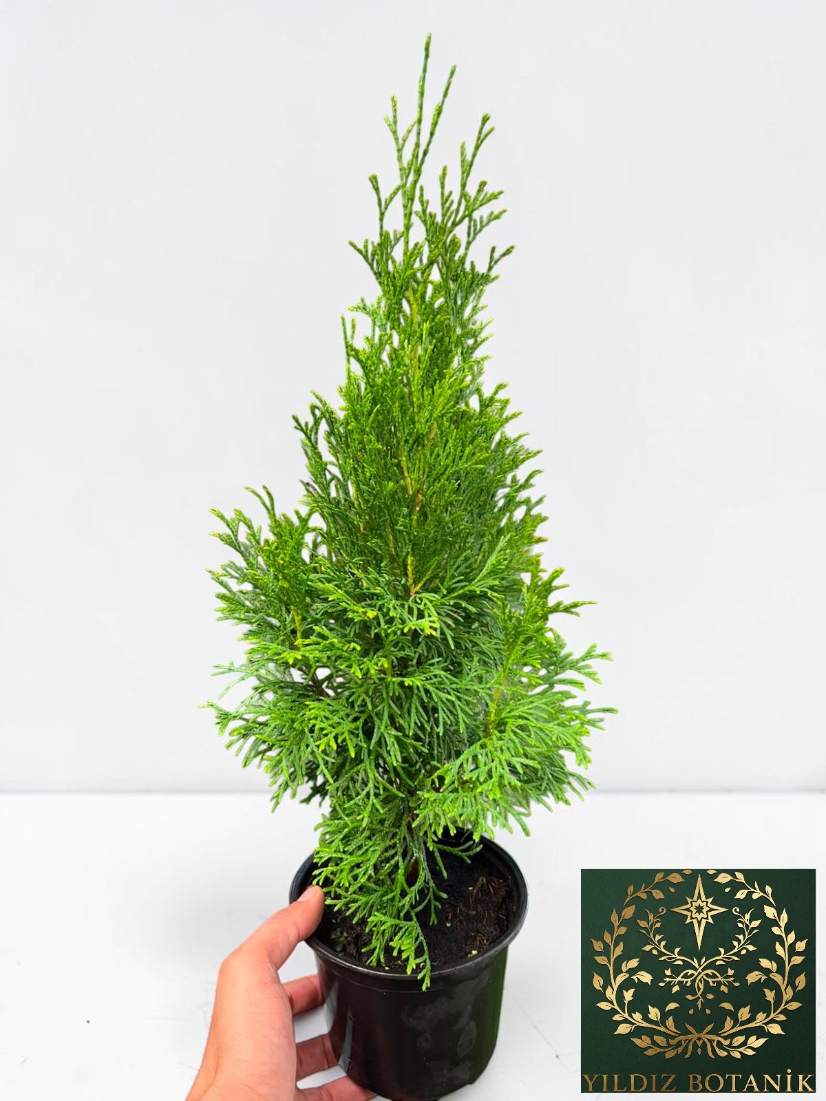 Smargat Mazı Fidanı Çit Bitkisi 'Thuja Smaragd' 30-40 CM