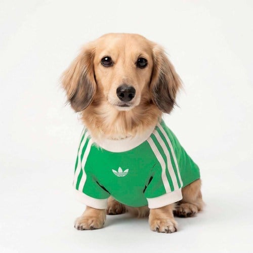 Adidas Originals Yeşil Pet Cali Tişört (KY8730)