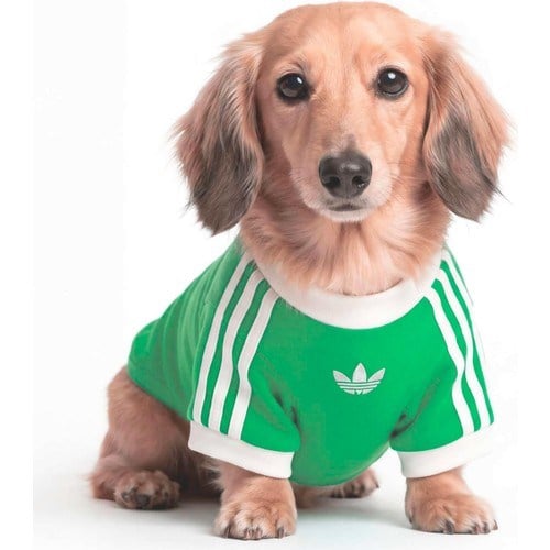 Adidas Originals Yeşil Pet Cali Tişört (KY8730)