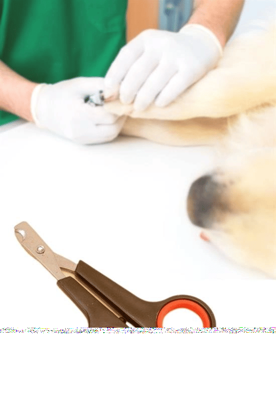 Küçük Çelik Uçlu Kedi Köpek Evcil Hayvan Tırnak Makası Pati Bakım Aleti Ergonomik Kaymaz Sap Bx40