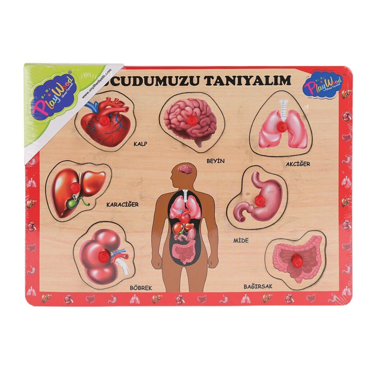 ONY-287 288 Ahşap Tutmalı Vücumuzu Tanıyalım -Eco Lounge