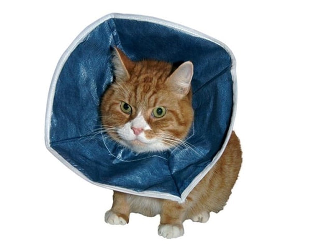 Buster Kedi İçin Yakalık