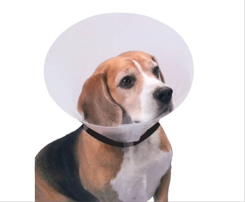 Buster Elizabeth Yakalık Şeffaf 