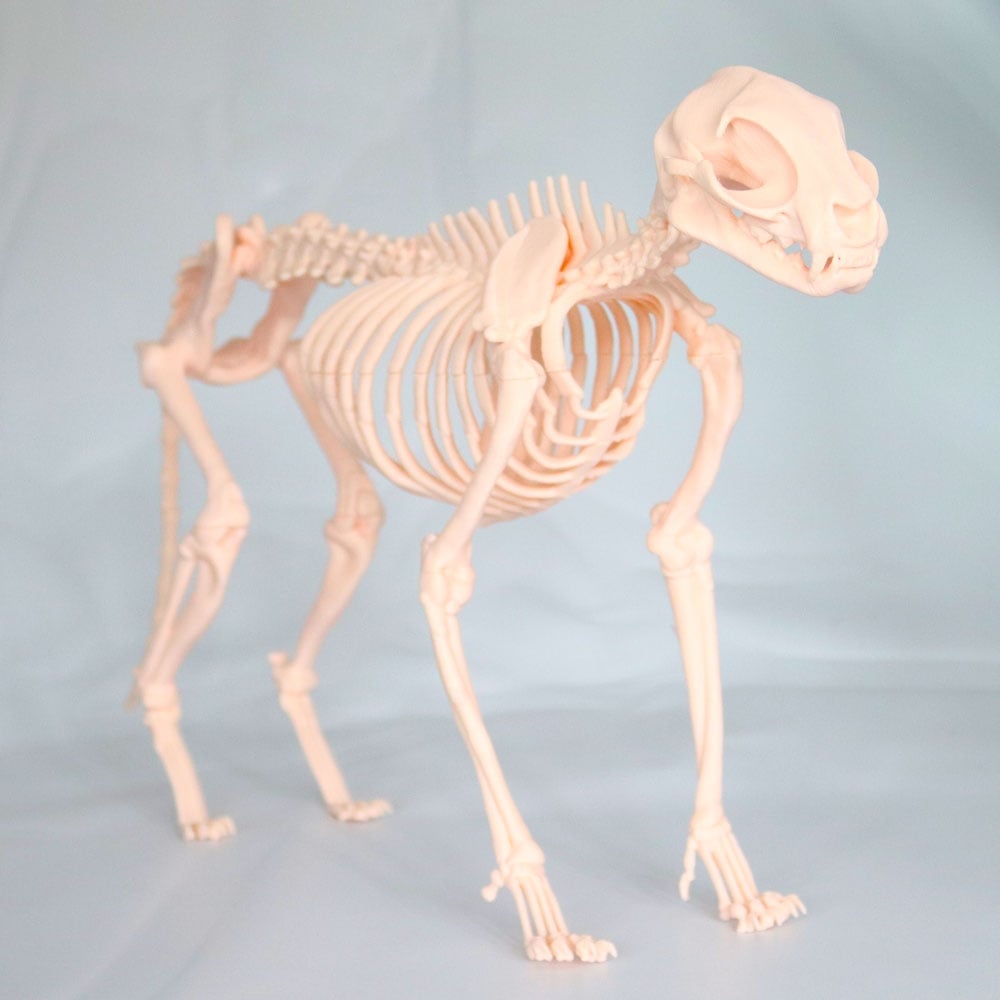 Kedi İskelet Modeli 50 CM