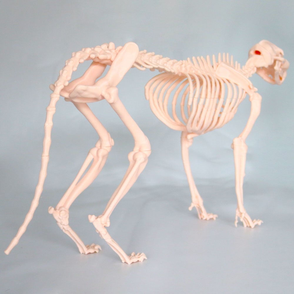 Kedi İskelet Modeli 50 CM