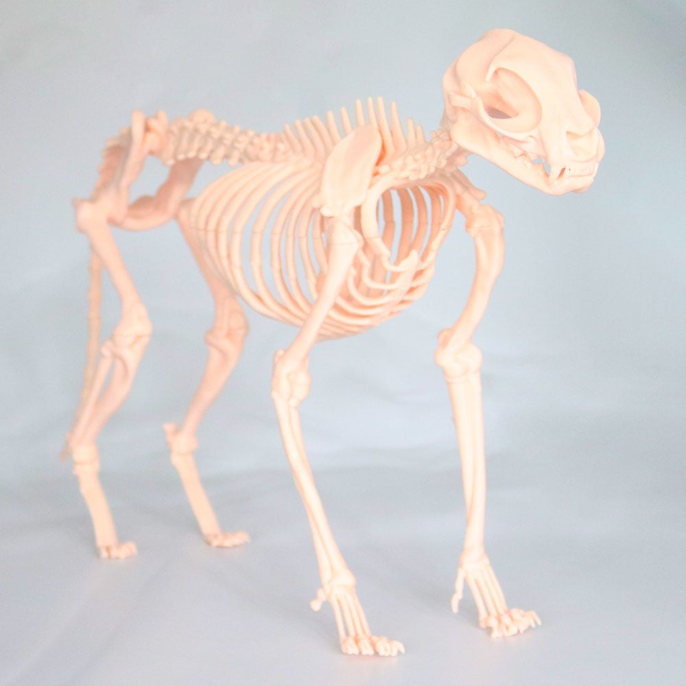 Kedi İskelet Modeli 50 CM