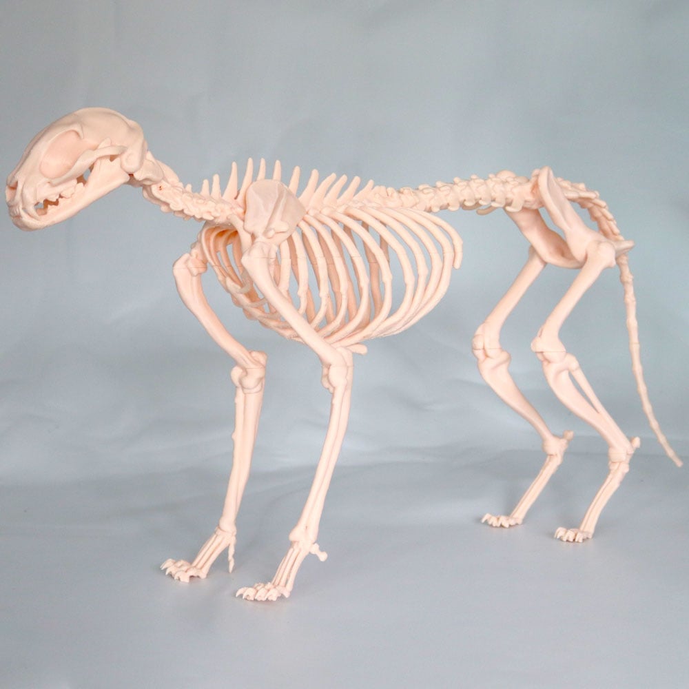 Kedi İskelet Modeli 50 CM