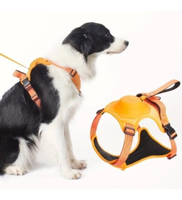 Buddy&Co Otomatik Gezdirmeli Göğüs Tasması Turuncu XLarge, Köpek Göğüs Tasması, Buddy&Co