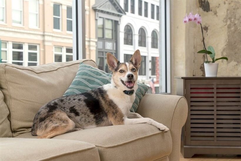 PetSafe Küçük Irk Şarjlı Statik Havlama Önleyici Tasma