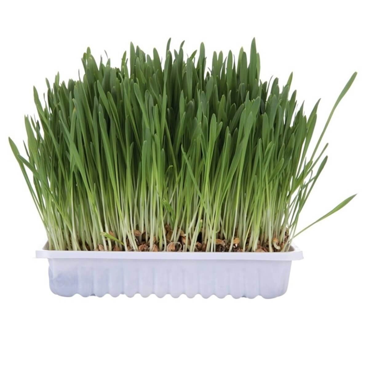 Trixie Kedi Çimi 100 gr