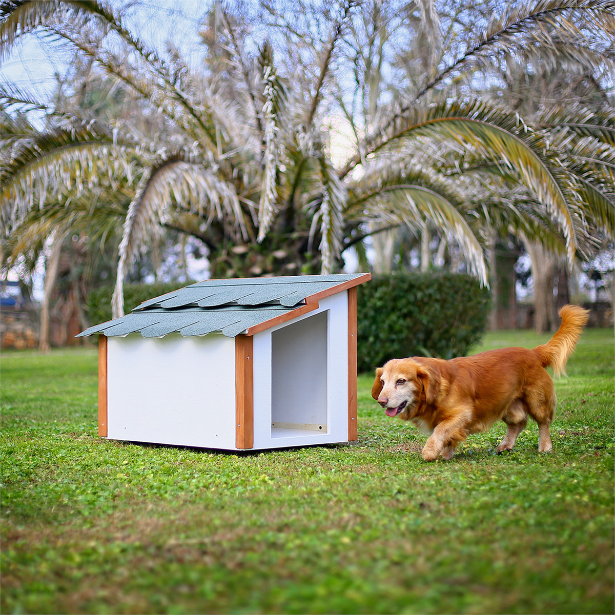 Mandu Standart Köpek Kulübesi