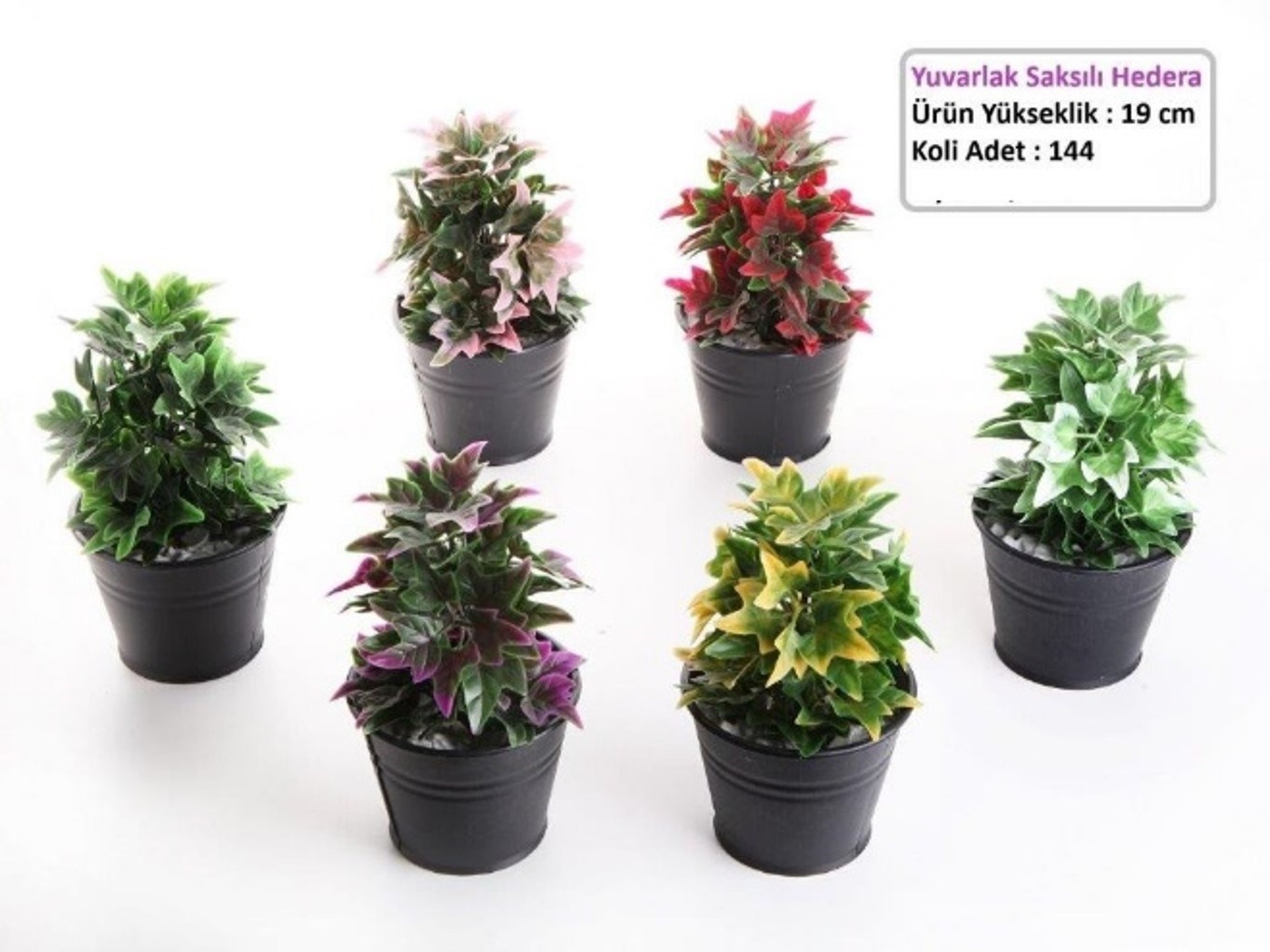 Yuvarlak Saksili Hedera 19Cm