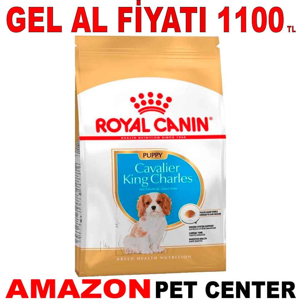 Royal Canin Cavalier King Charles Junior Yavru Köpek Maması 1,5 Kg Gel Al 18323009 Amazon Pet Center