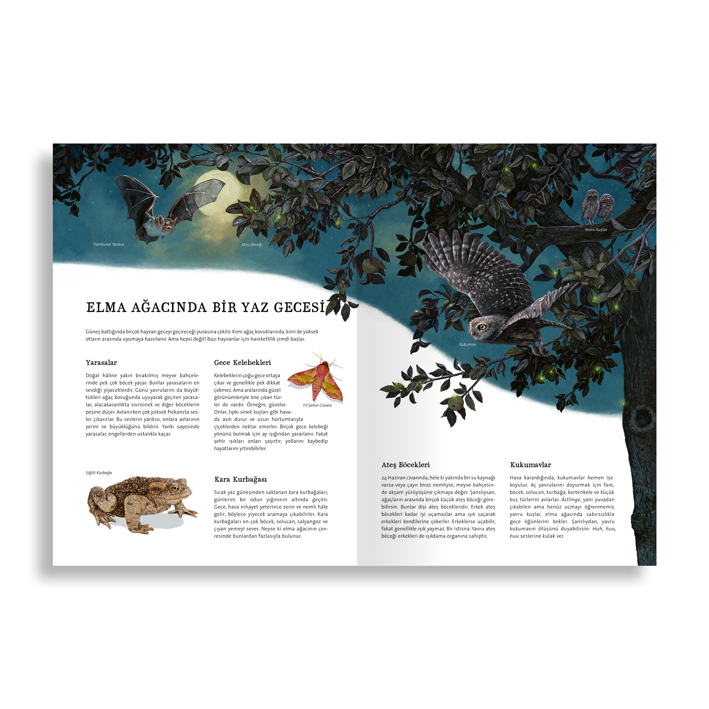 Doğanın Büyük Kitabı Elma Ağacı