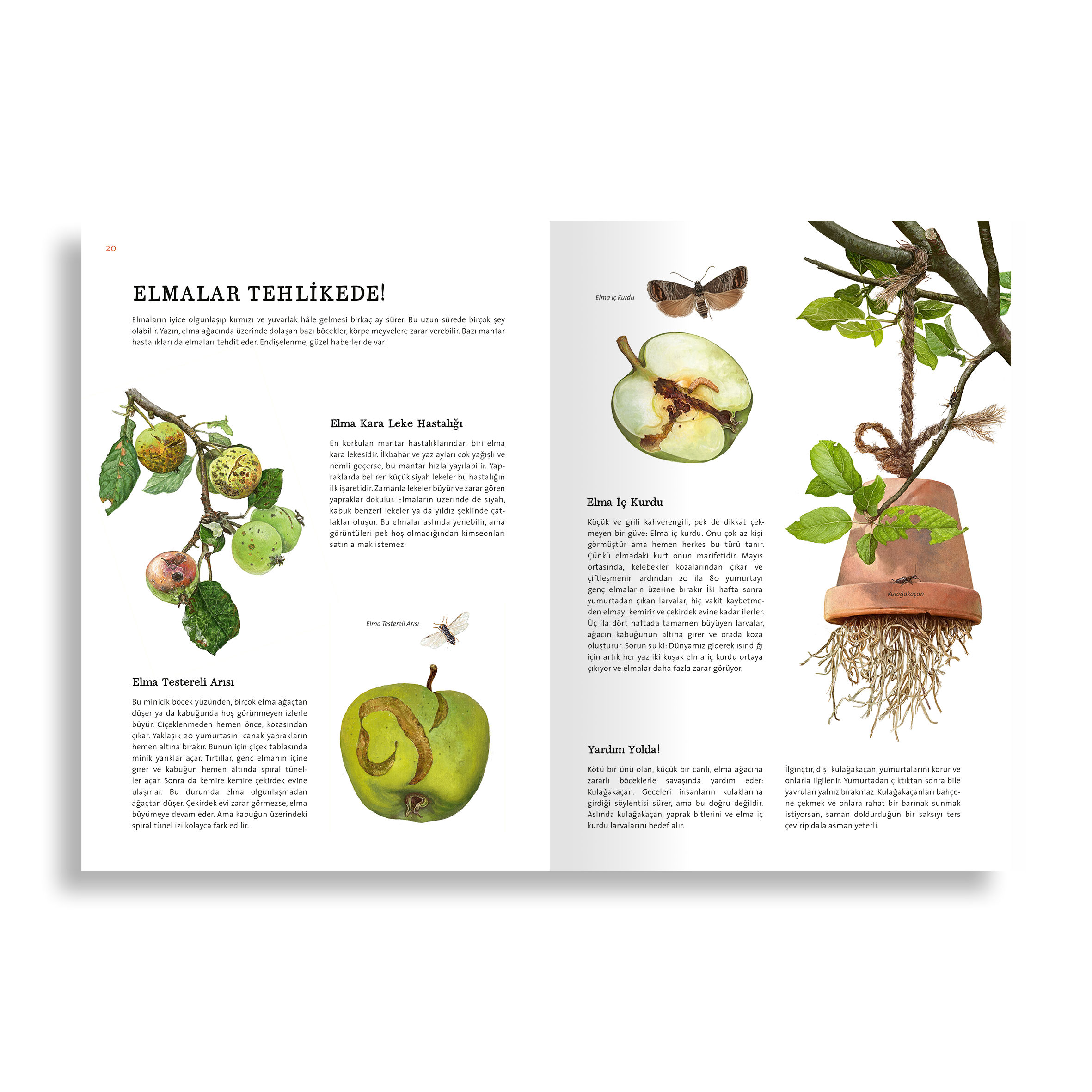 Doğanın Büyük Kitabı Elma Ağacı