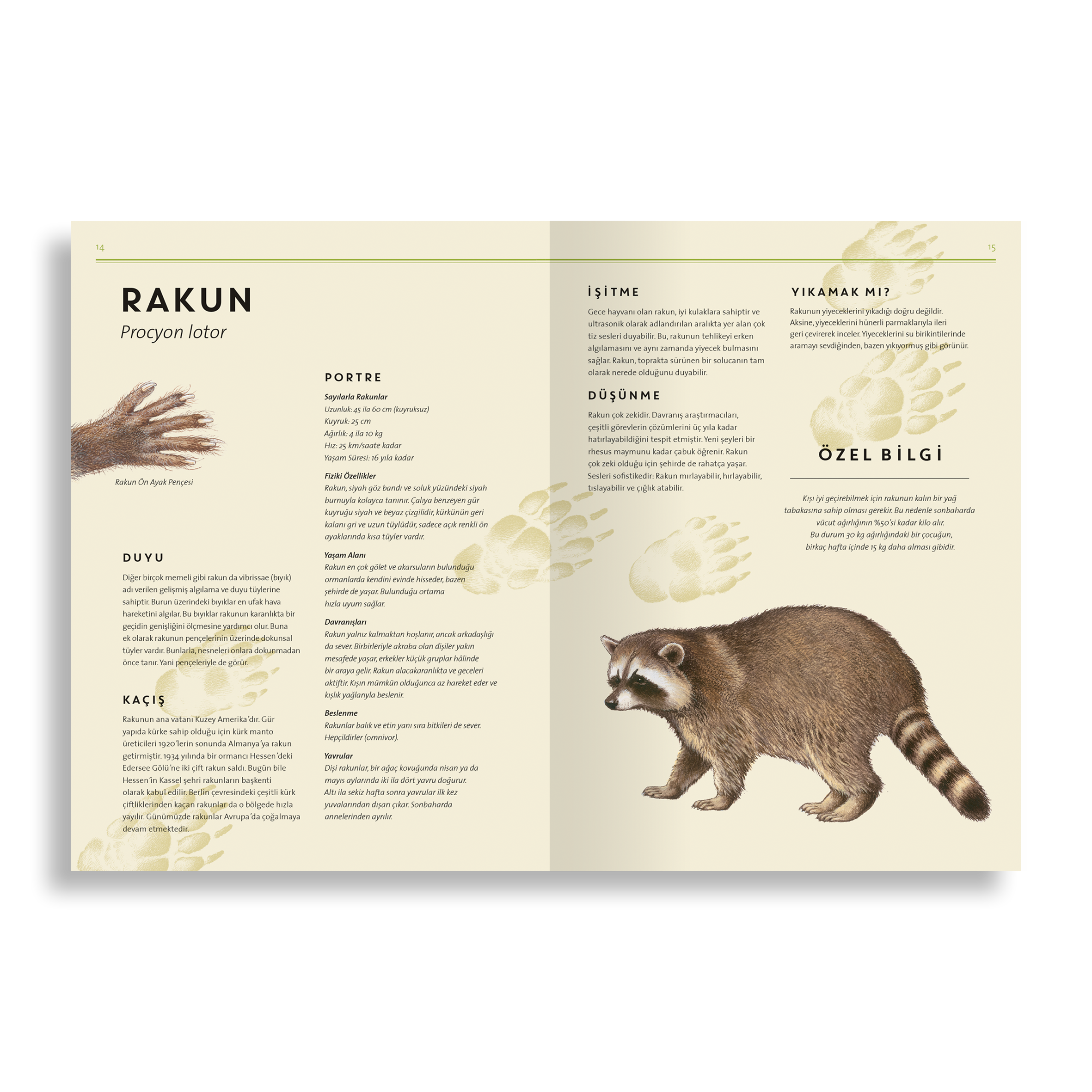 Tıpkısının Aynısı: Orman Hayvanları