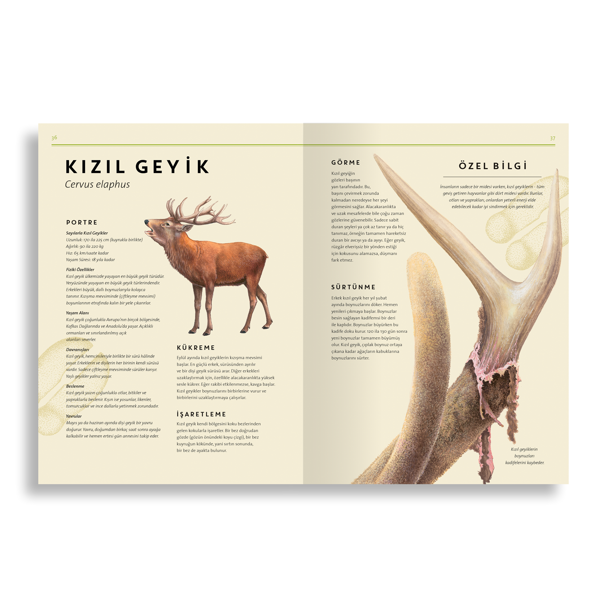 Tıpkısının Aynısı: Orman Hayvanları