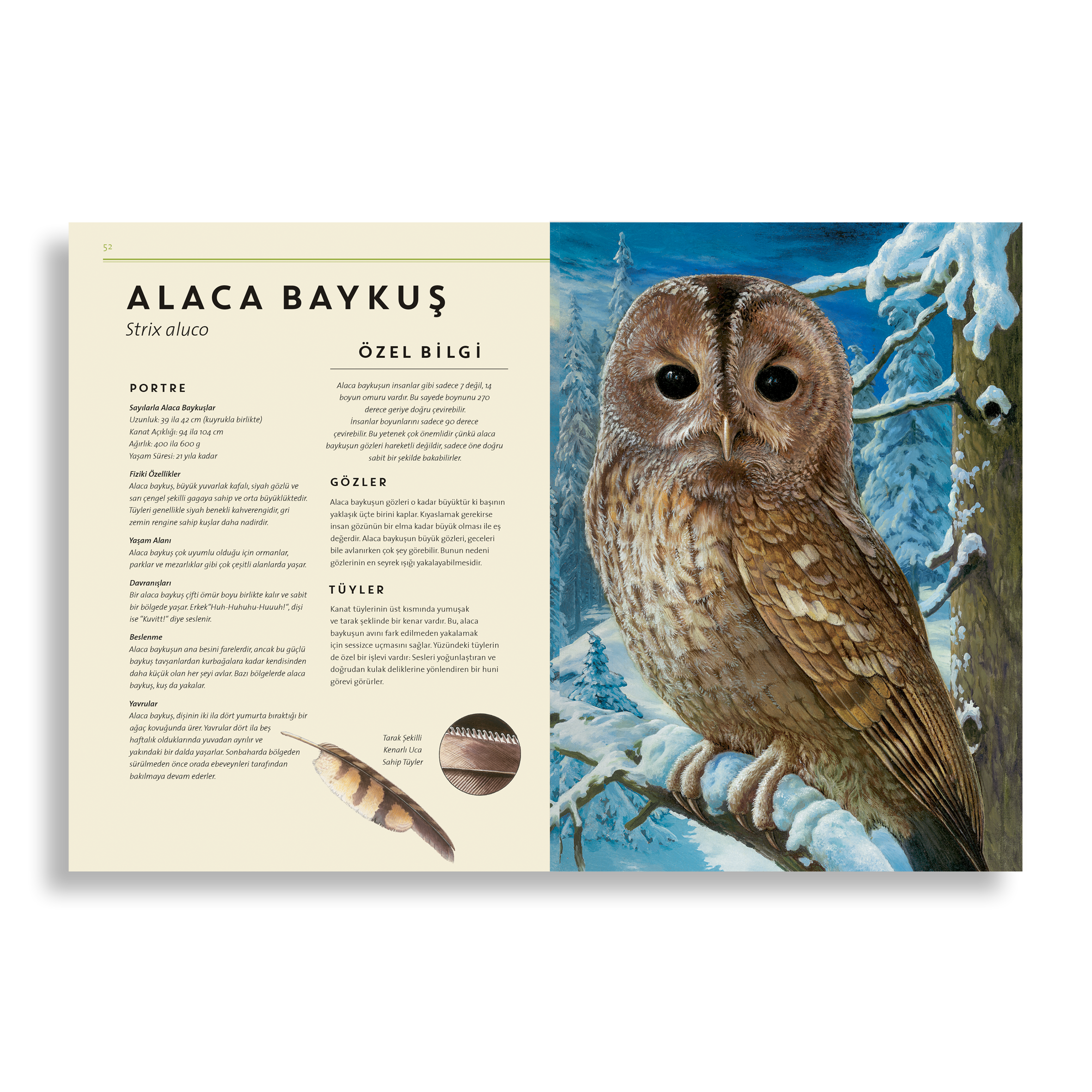 Tıpkısının Aynısı: Orman Hayvanları