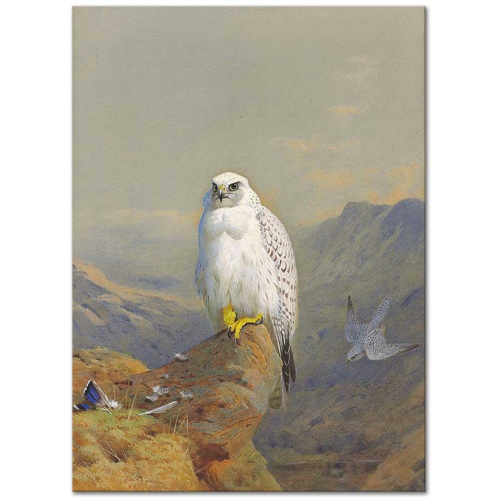 Archibald Thorburn Kayalık Bir Tepede Bir Grönland Şahini Kanvas Tablo