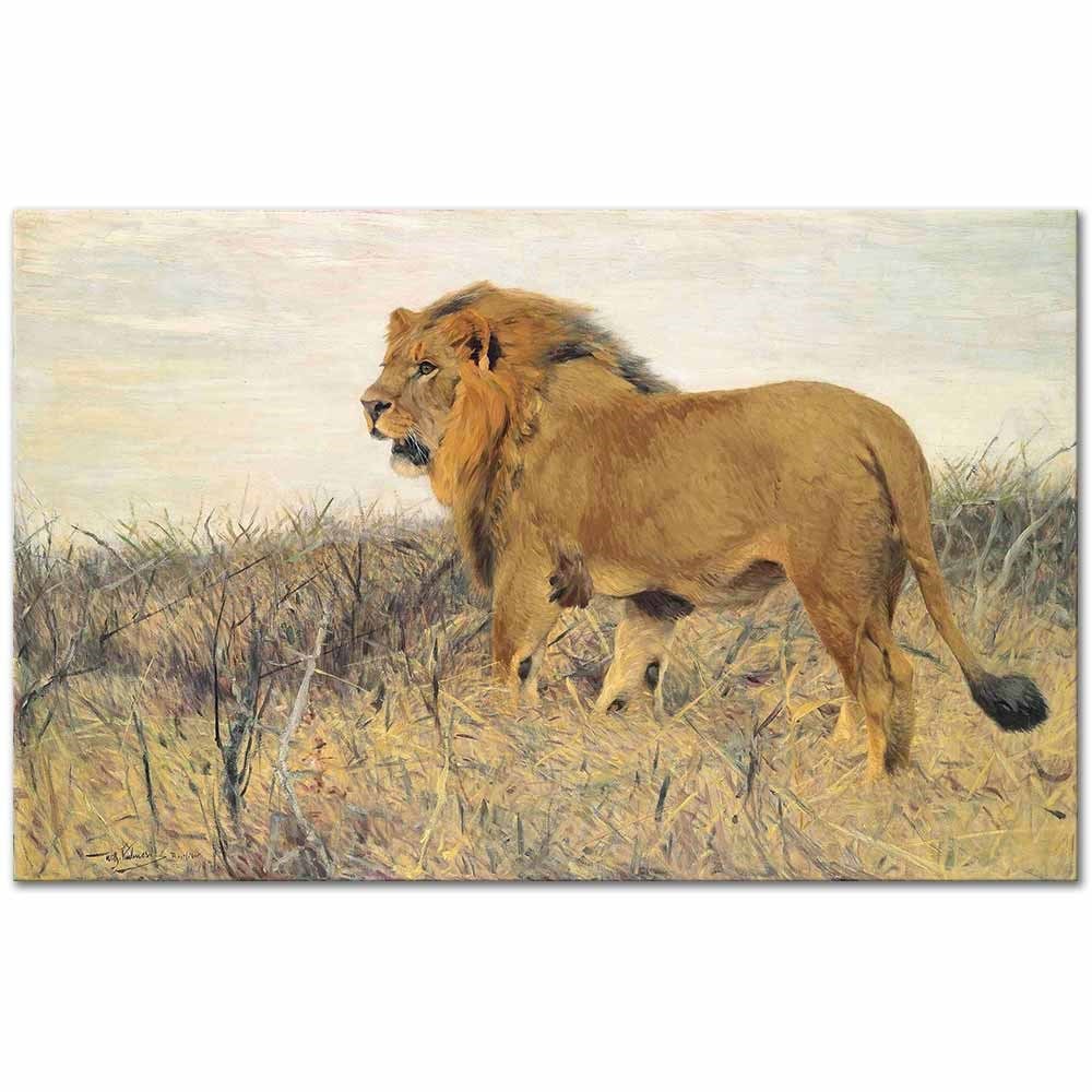 A Lion by Wilhelm Kuhnert as Fine Art Print