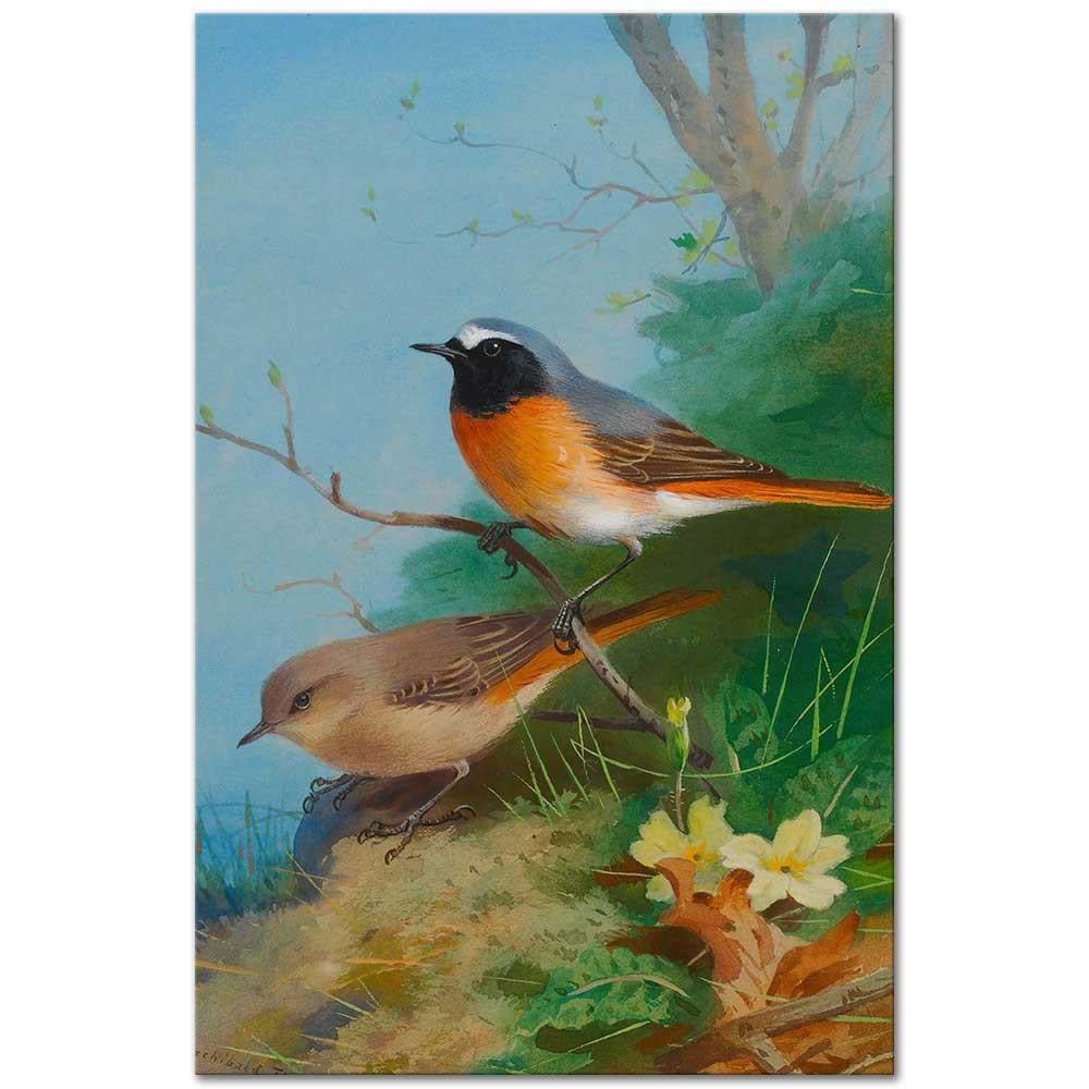 Archibald Thorburn Bir Kızılkuyruk Çifti Kanvas Tablo
