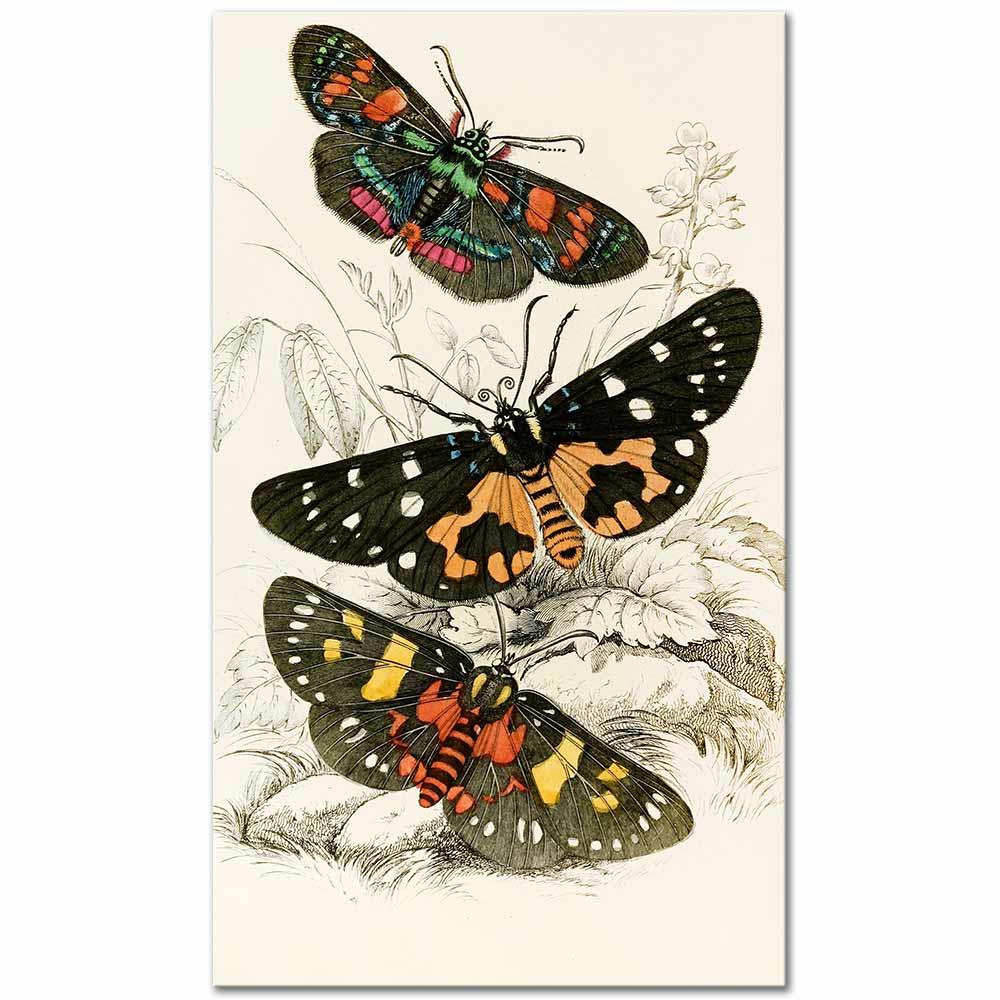 James Duncan Agarista picta ve Eusemia lectrix Kelebekleri Kanvas Tablo