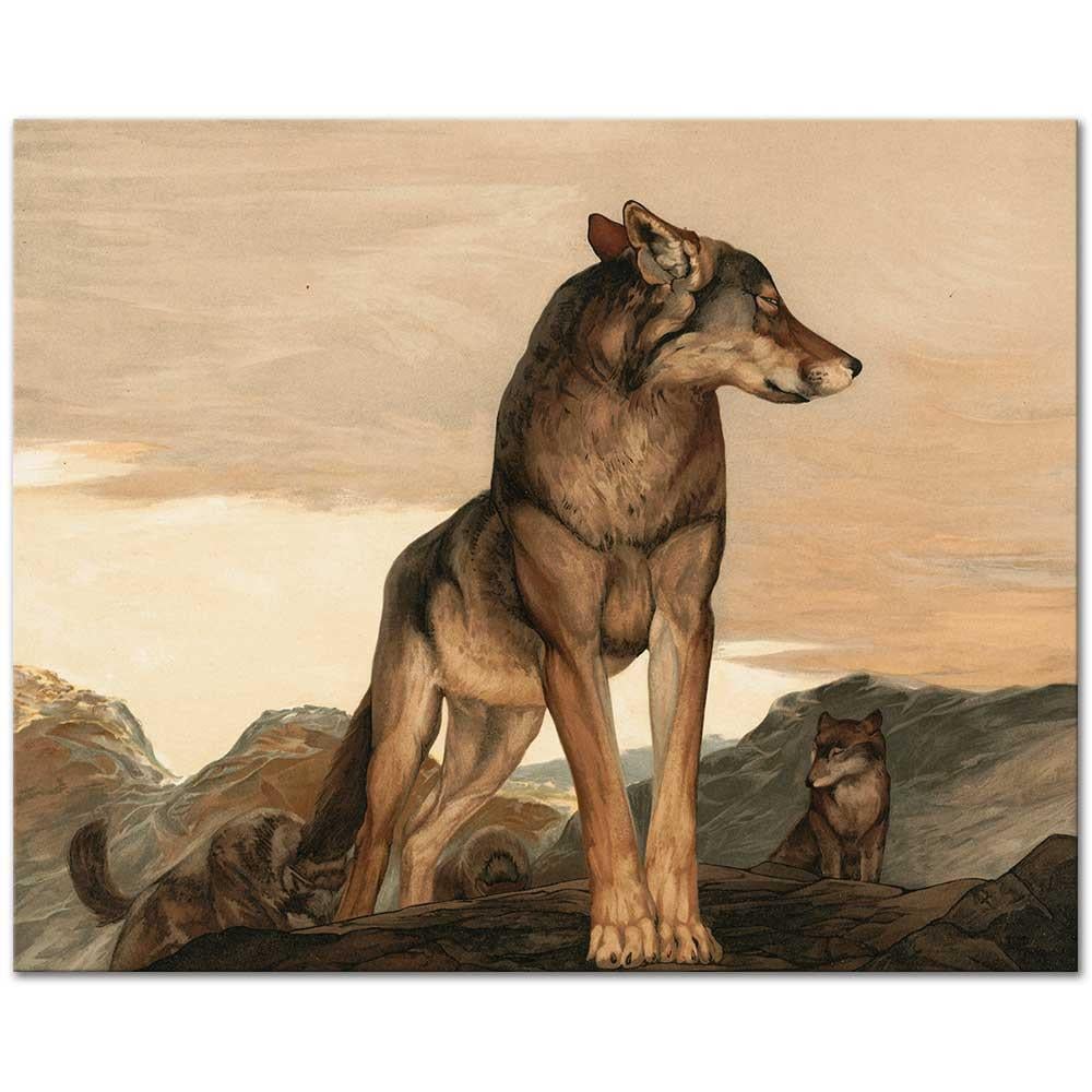 Akela The Lone Wolf by Charles Maurice Detmold as Art Print