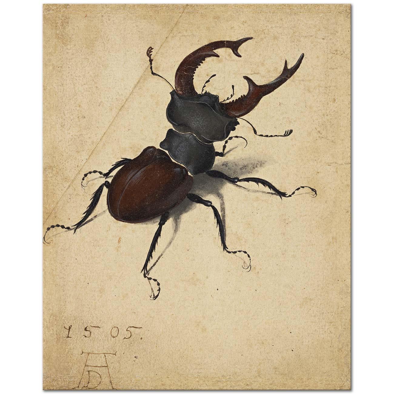 Stag Beetle by Albrecht Dürer