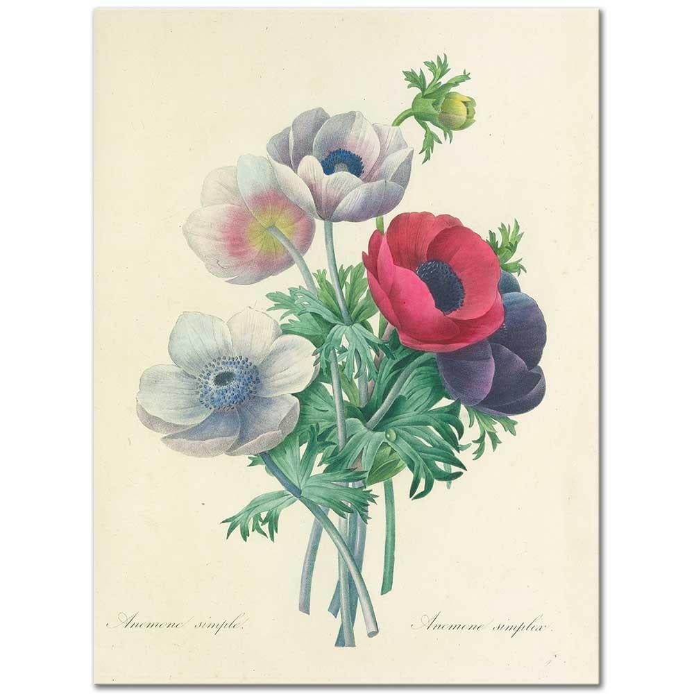 Anemone Simplea by Pierre Joseph Redoute