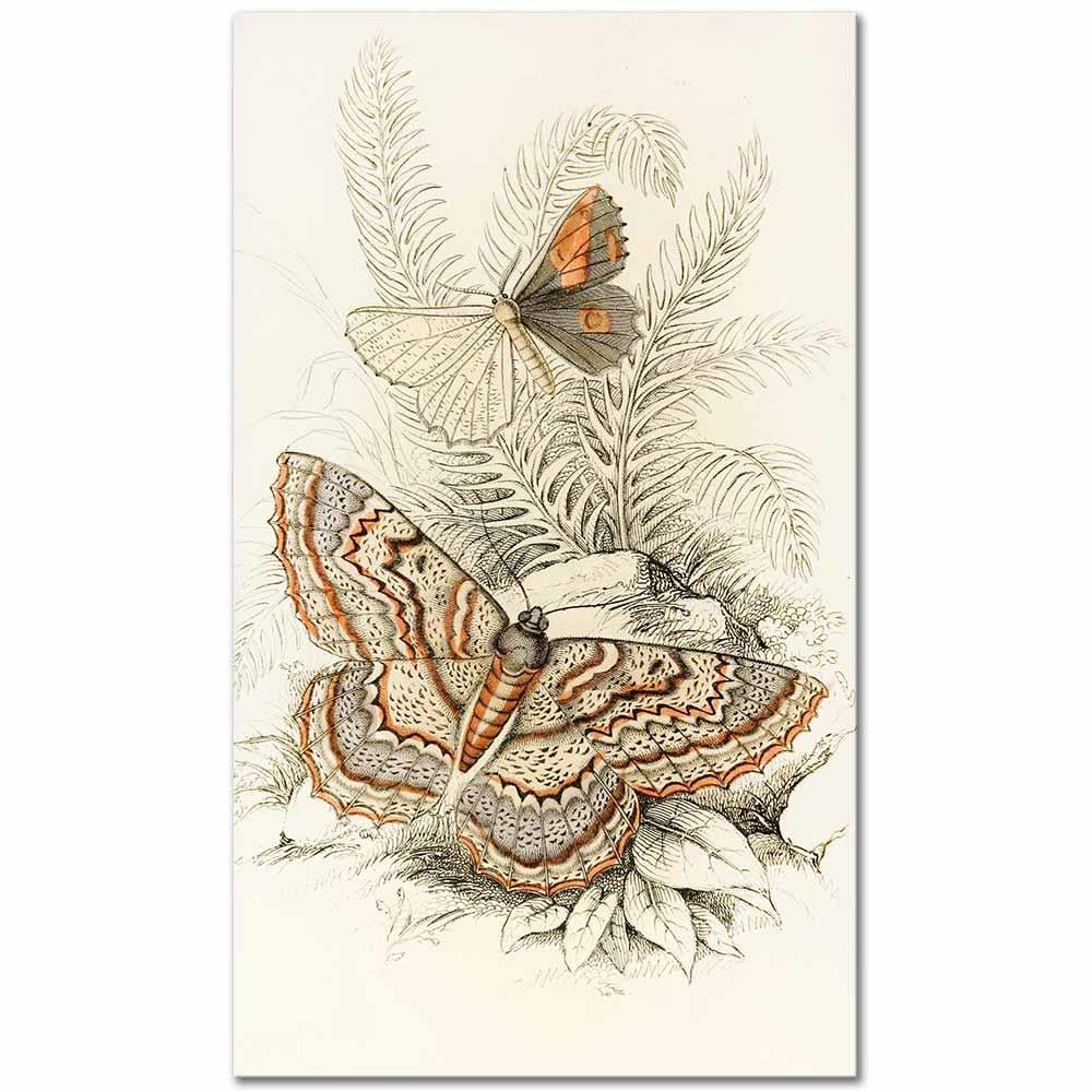 James Duncan Angerona prunaria, Alcis scolopacea Kelebekleri Kanvas Tablo