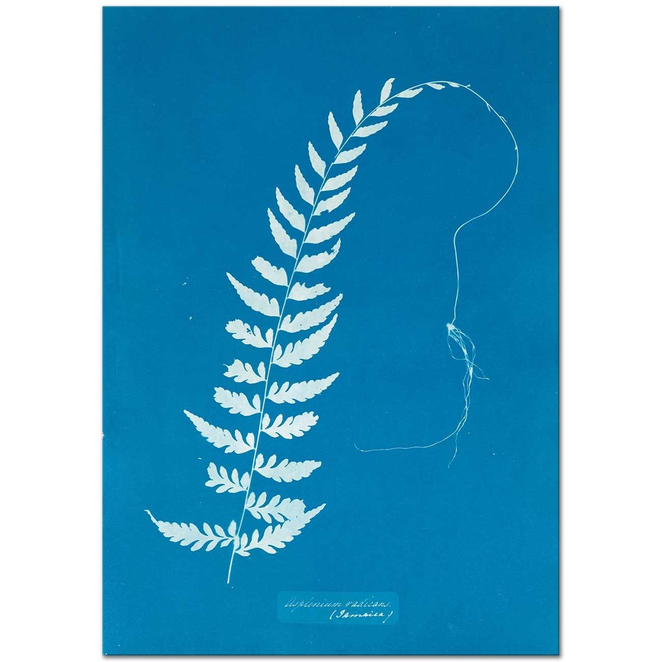 Asplenium Radicans by Anna Atkins