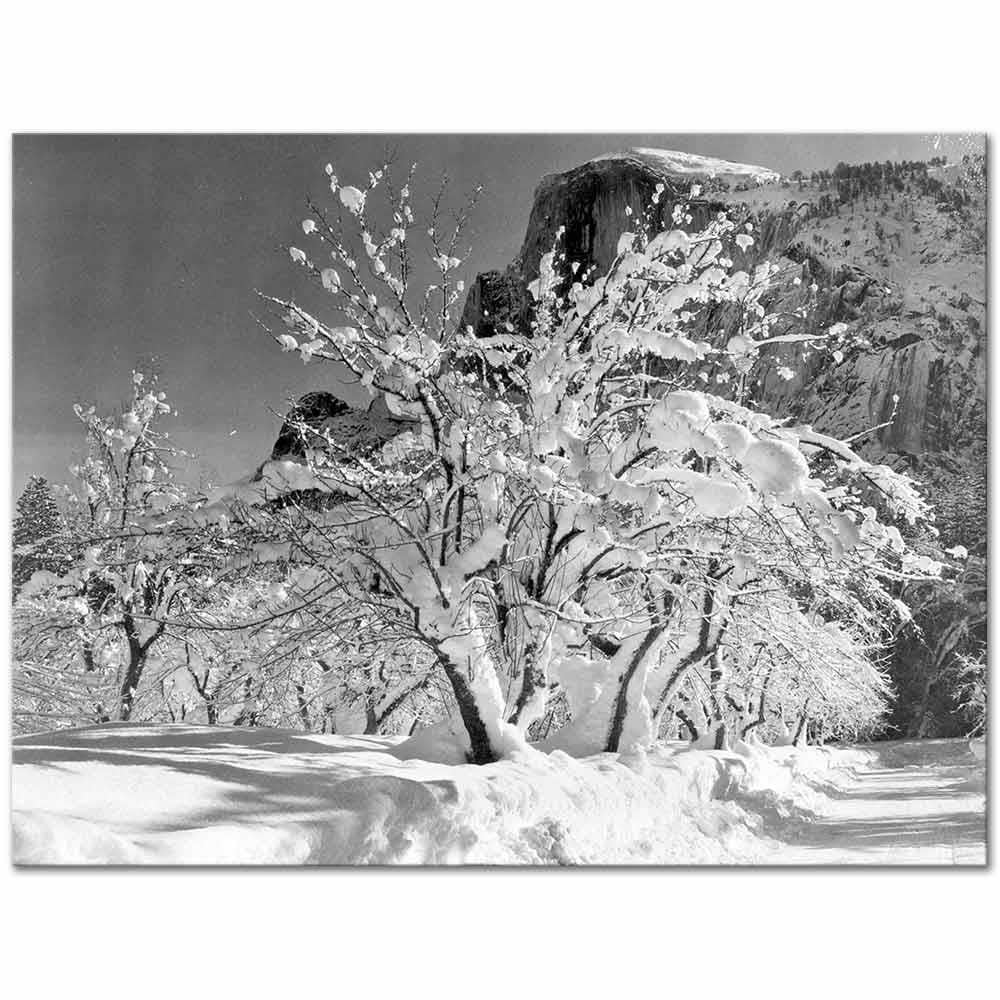 Ansel Adams Elma Ağacı Yosemite Kanvas Tablo