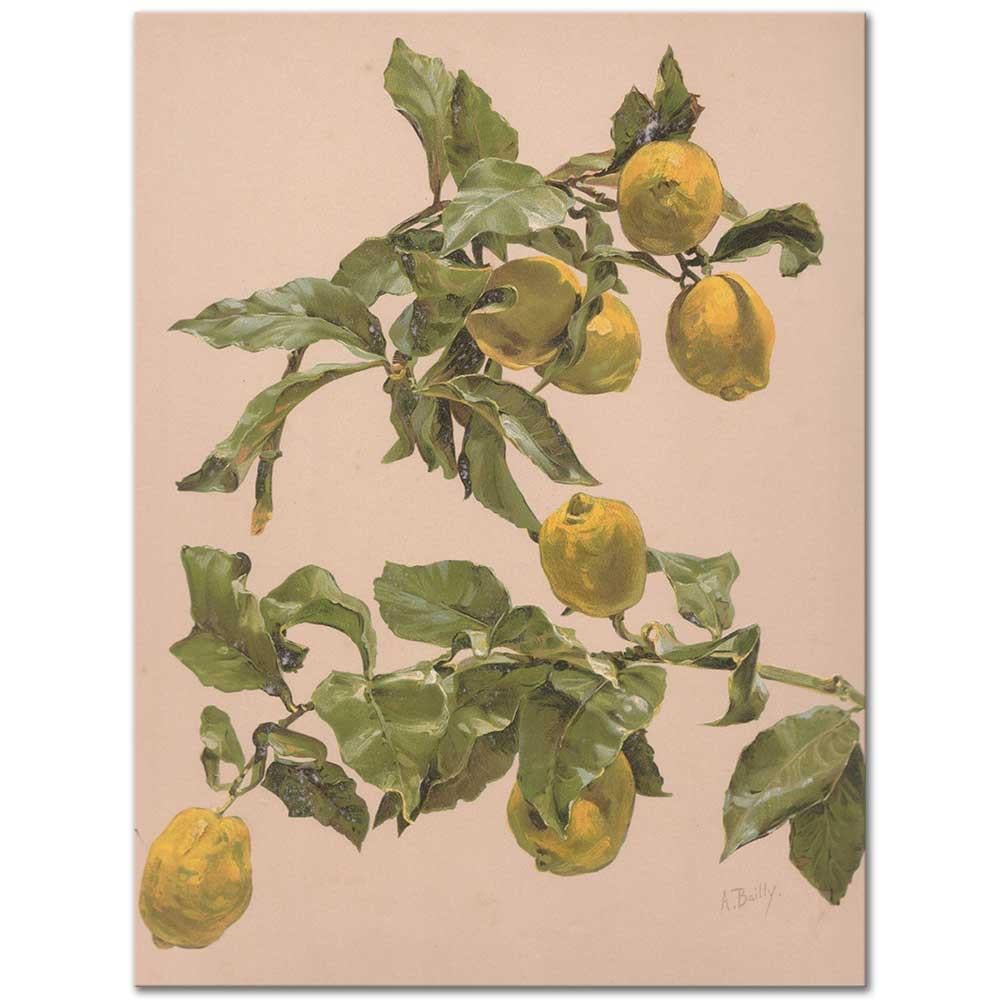 Alice Bailly Limon Ağacı Kanvas Tablo