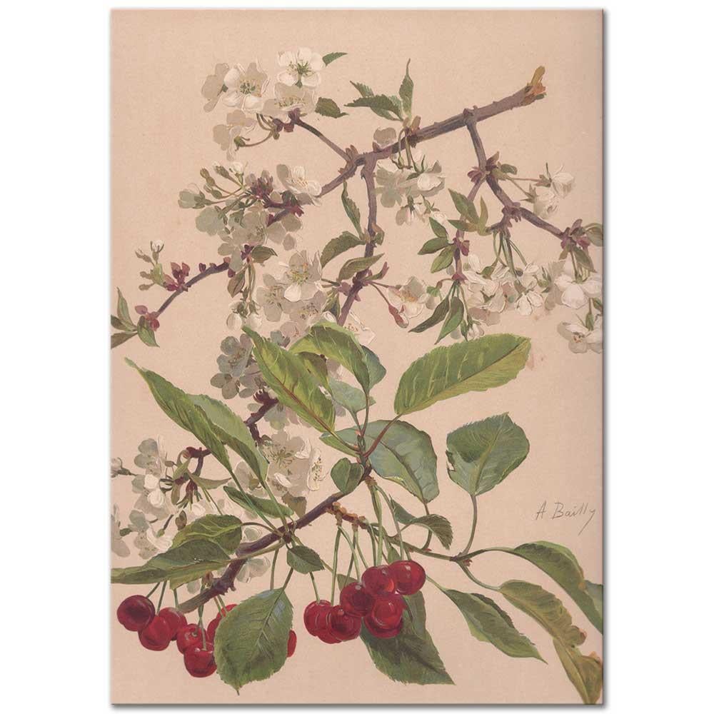 Aquarelle d'une Branche de Cerisier by Alice Bailly