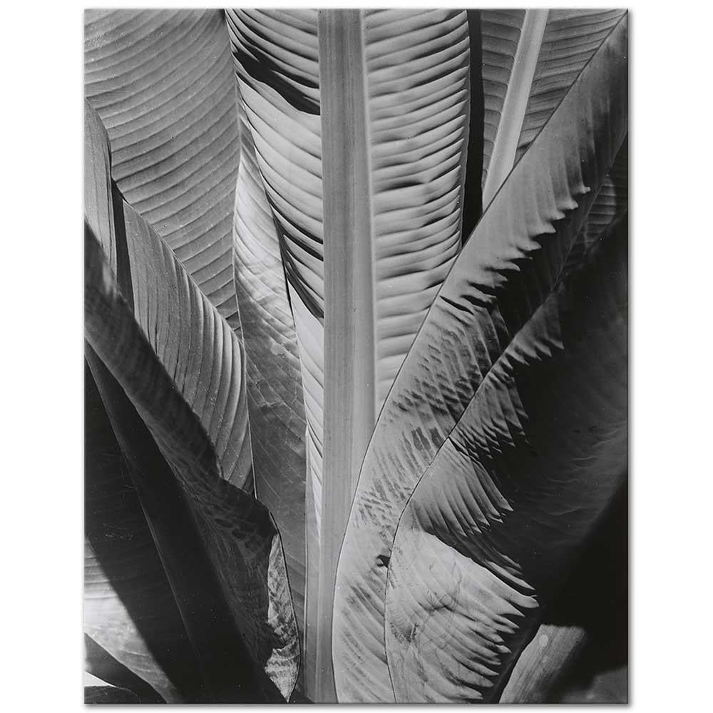 Banana Plant by Imogen Cunningham as Art Print
