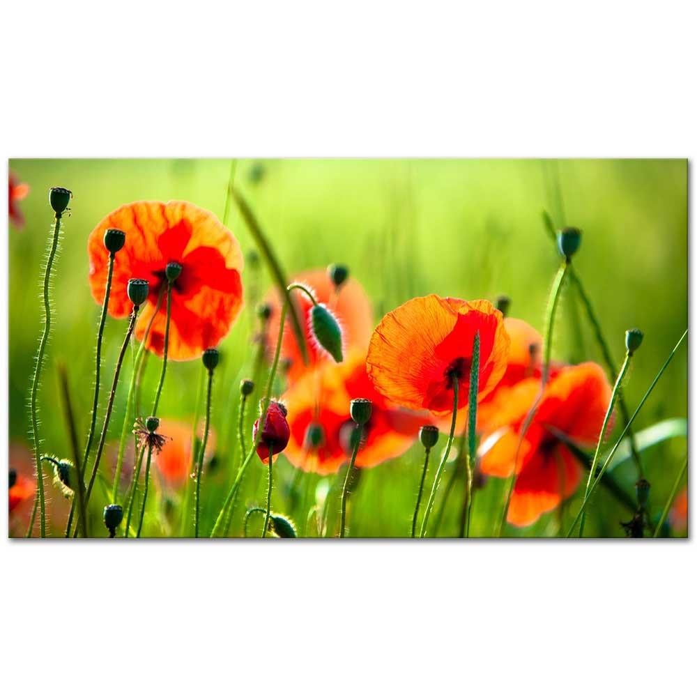 Güzel Gelincikler Kanvas Tablo