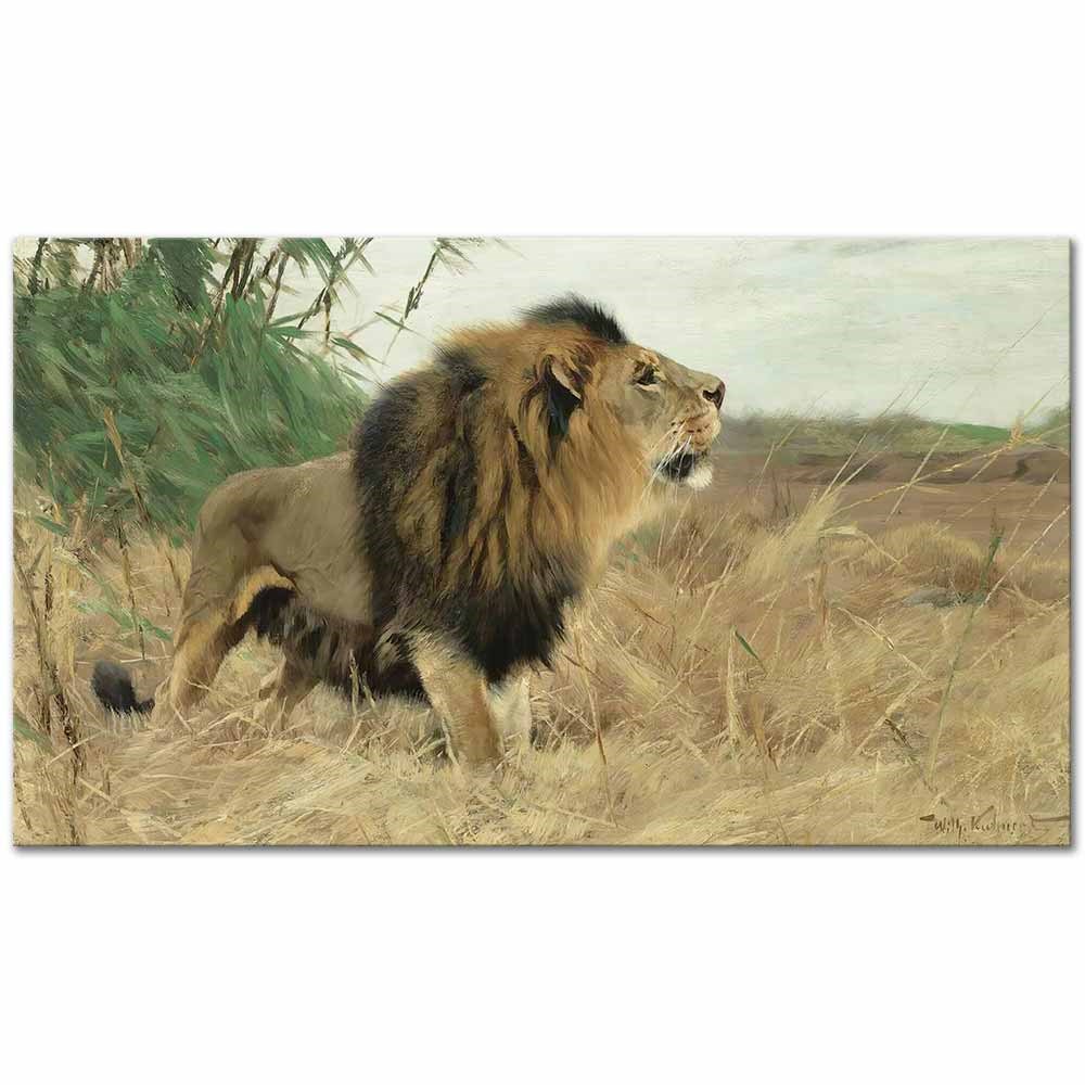 Berber Lion by Wilhelm Kuhnert as Fine Art Print