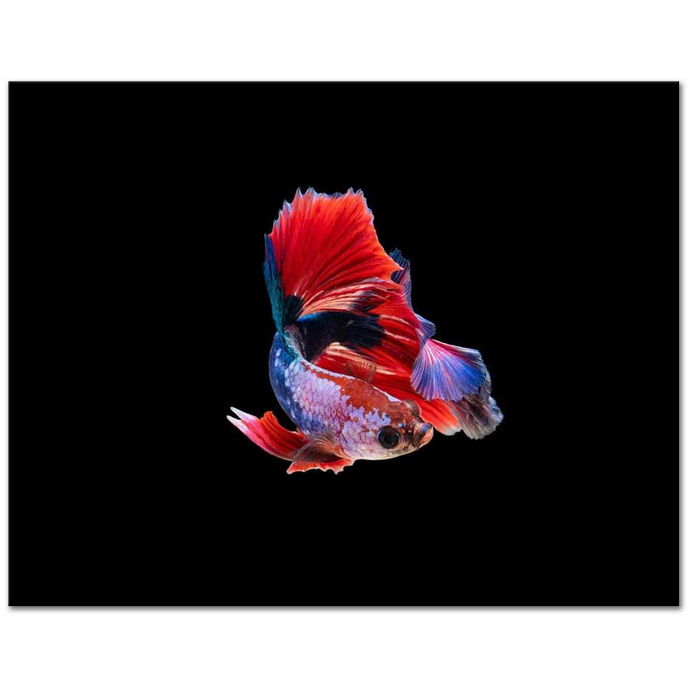 Betta Fish as Art Print