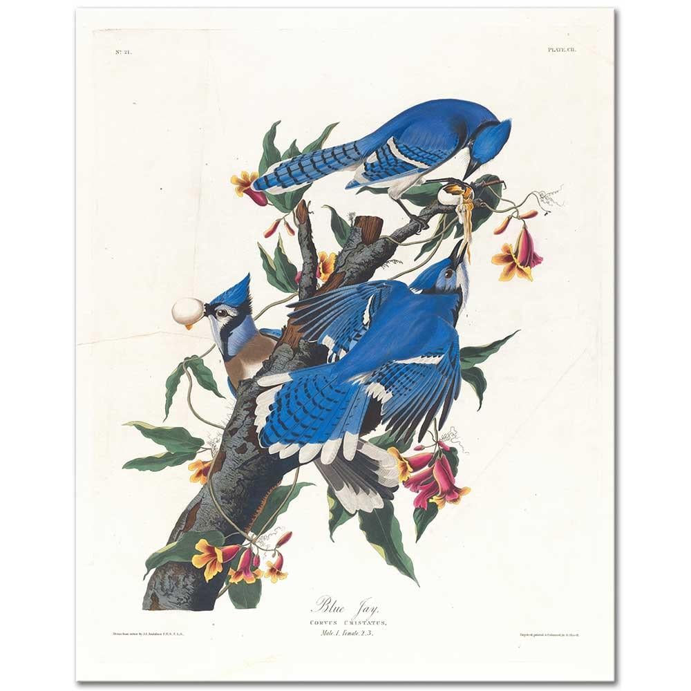 Blue Jay by John James Audubon