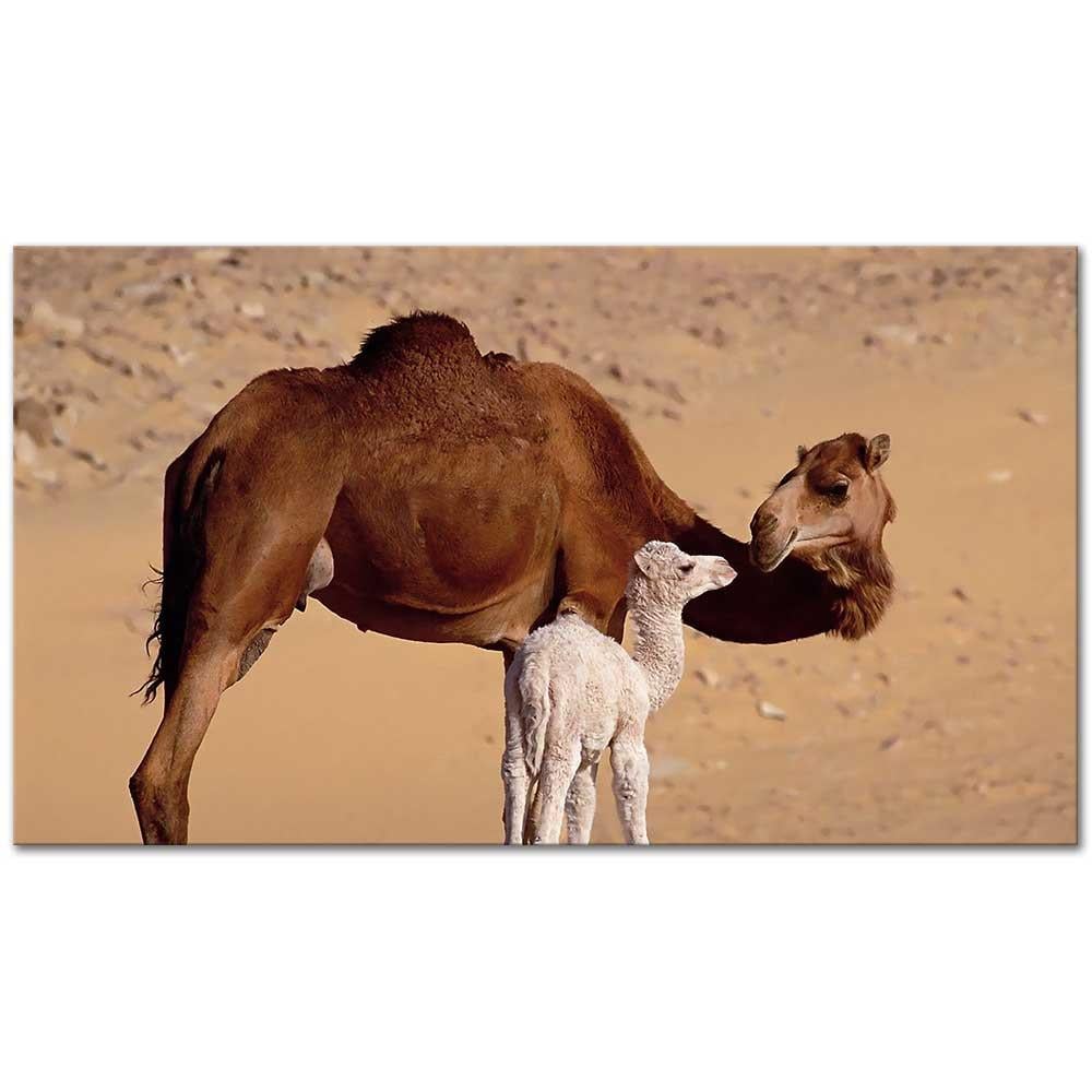 Deve Ve Yavrusu Kanvas Tablo