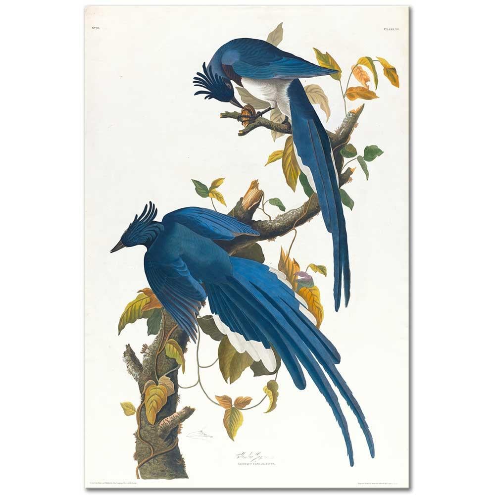 John James Audubon Kolombiya Mavi Saka Kanvas Tablo