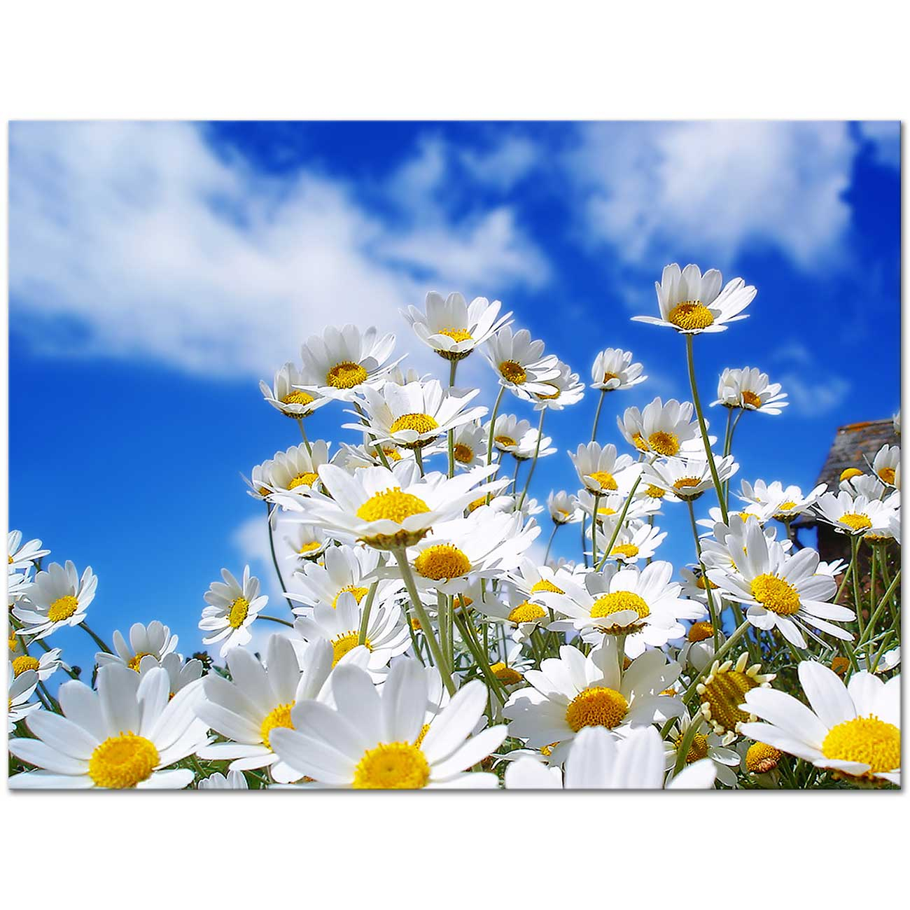 Daisy Field Art Print