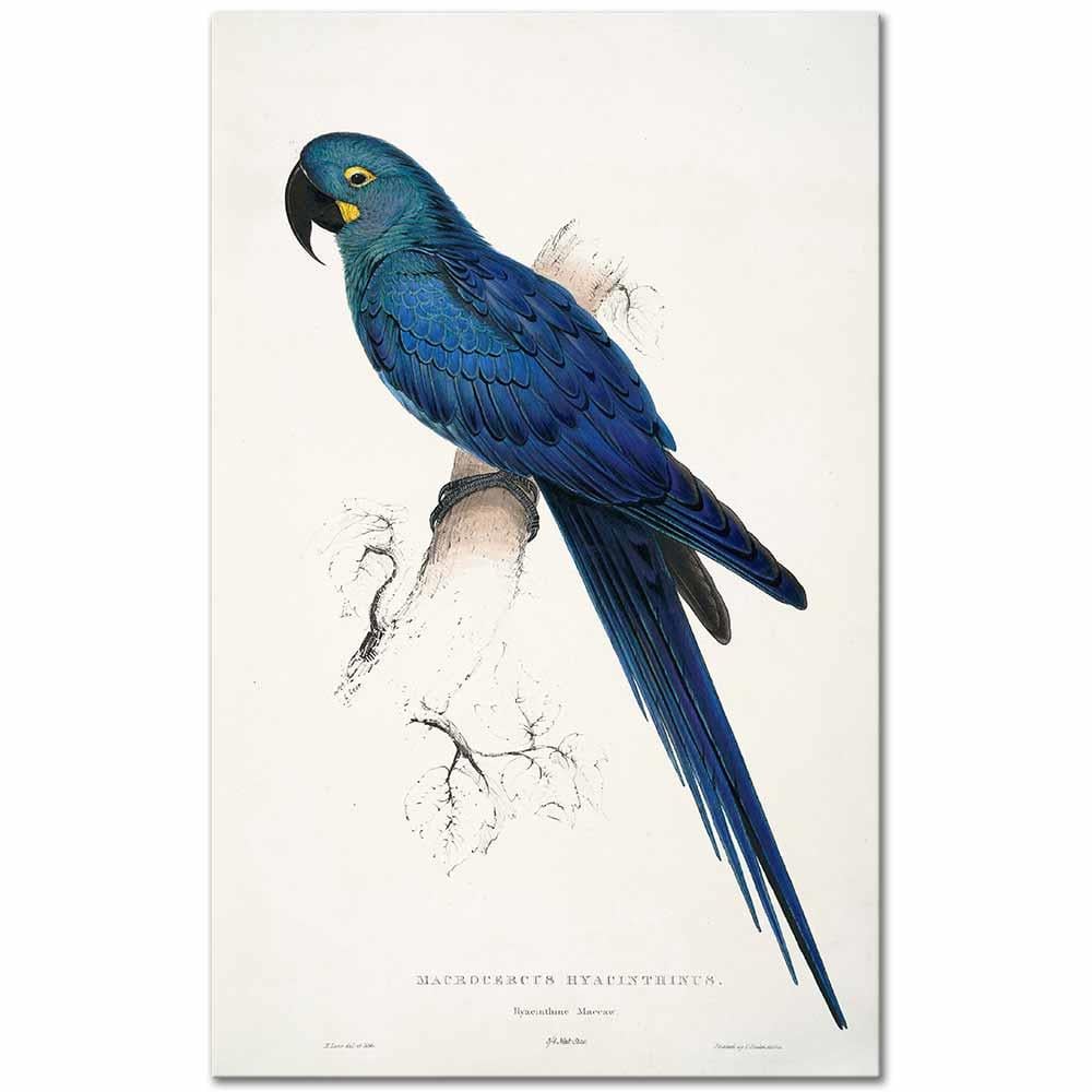 Edward Lear Amerikan Sümbül Papağanı Kanvas Tablo