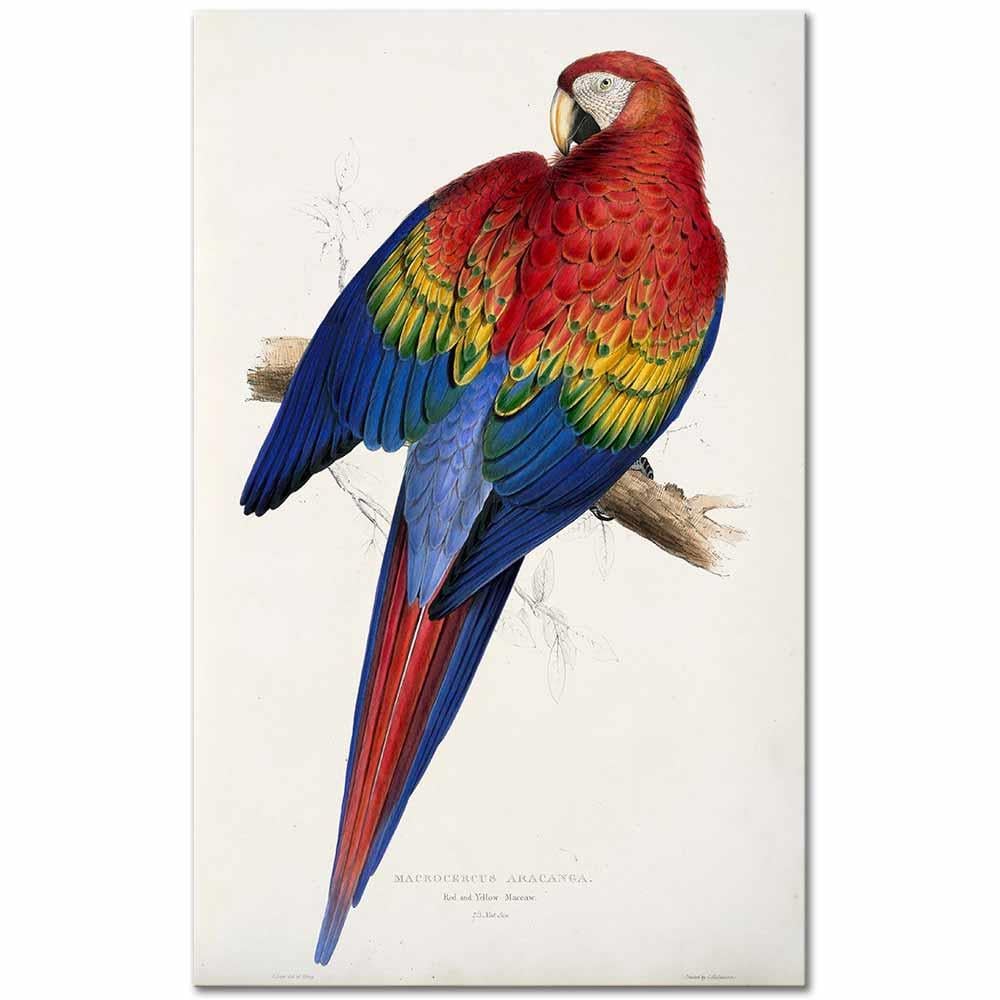 Edward Lear Macrocercus Aracanga Papağanı Kanvas Tablo