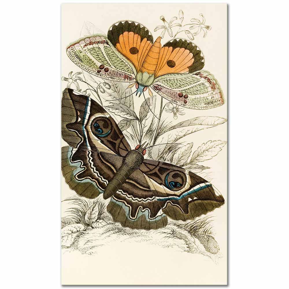 James Duncan Erebus crepuscularis, Triphaena materna Kelebekleri Kanvas Tablo