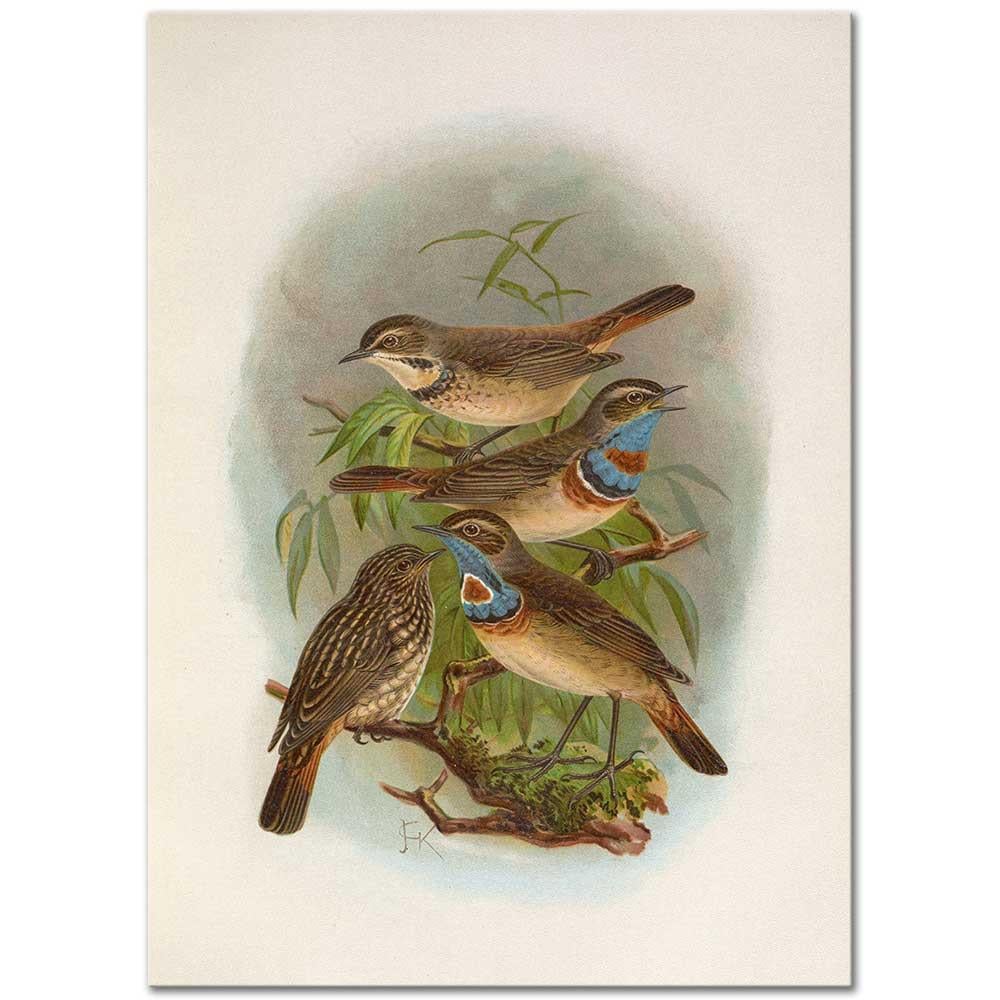 Erithacus Suecicus by Johann Friedrich Naumann as Art Print